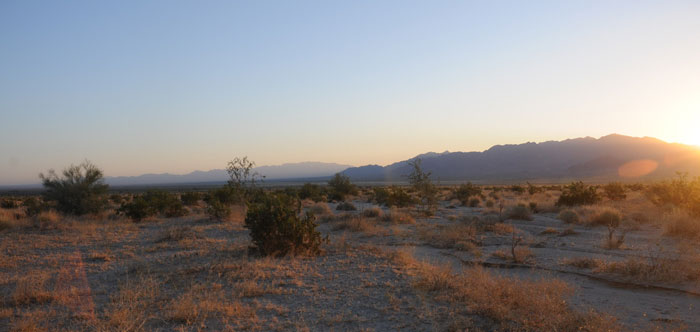 Palen desert