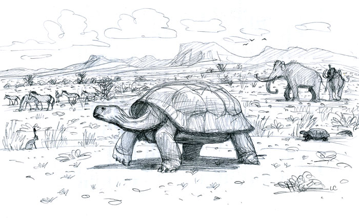 fossil tortoise