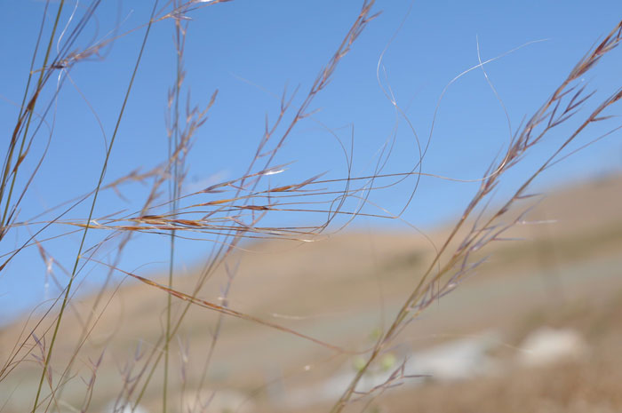 Nodding Needlegrass