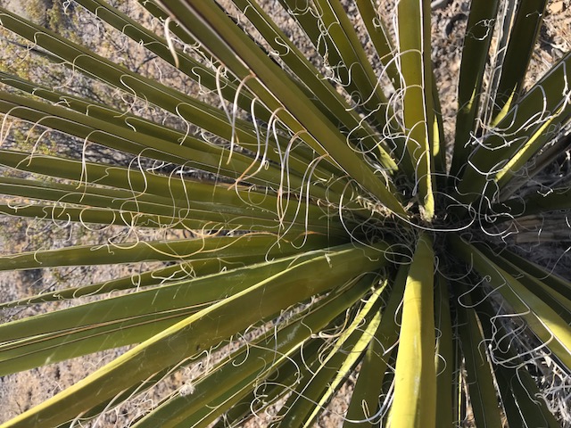 Yellow-Pine-yucca